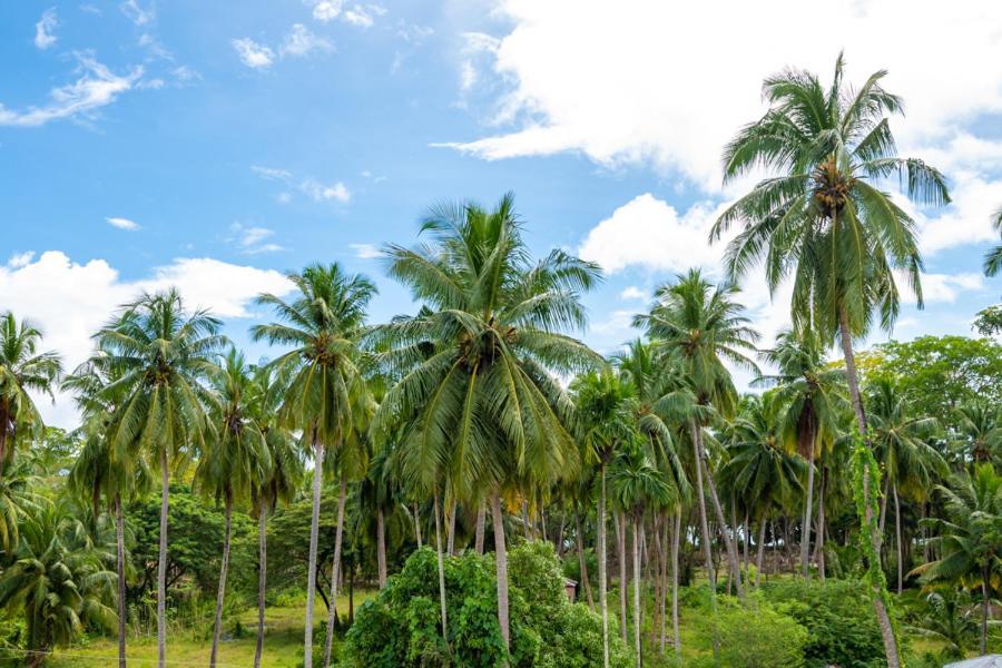 Anibesh Hotel Havelock Island Kültér fotó